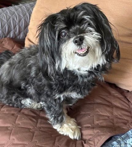 Zoey the dog.Credit: GoFundMe