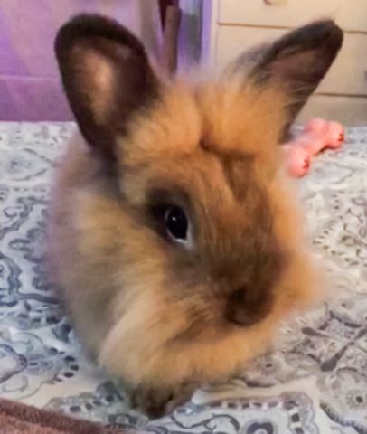 Nutter Butter the rabbit.Credit: GoFundMe