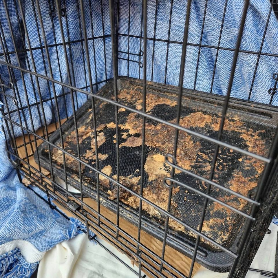 The cage the neglected dog, now named Firefox, was found in was covered in feces and urineCredit: Monmouth County SPCA/Facebook