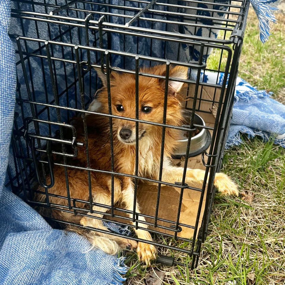 Firefox was found sitting inside of a small, locked cage with a food bowlCredit: Monmouth County SPCA/Facebook