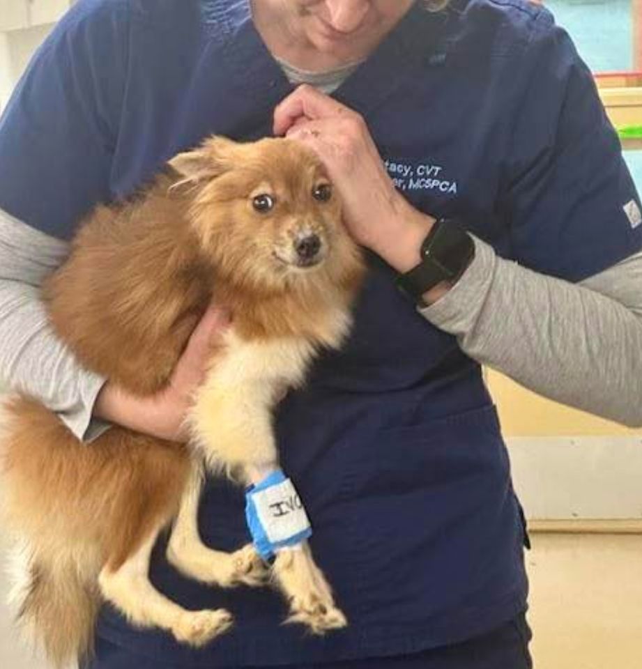 Firefox being held by a staffer of the Monmouth County SPCA in Eatontown, New JerseyCredit: Monmouth County SPCA/Facebook