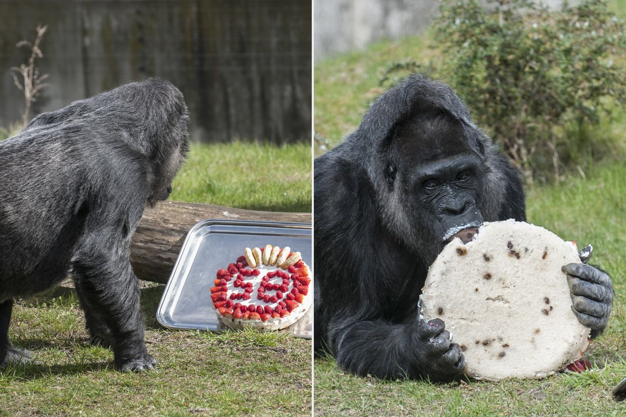 Fatou on April 13, 2015Credit: Paul Zinken/picture alliance via Getty (2)