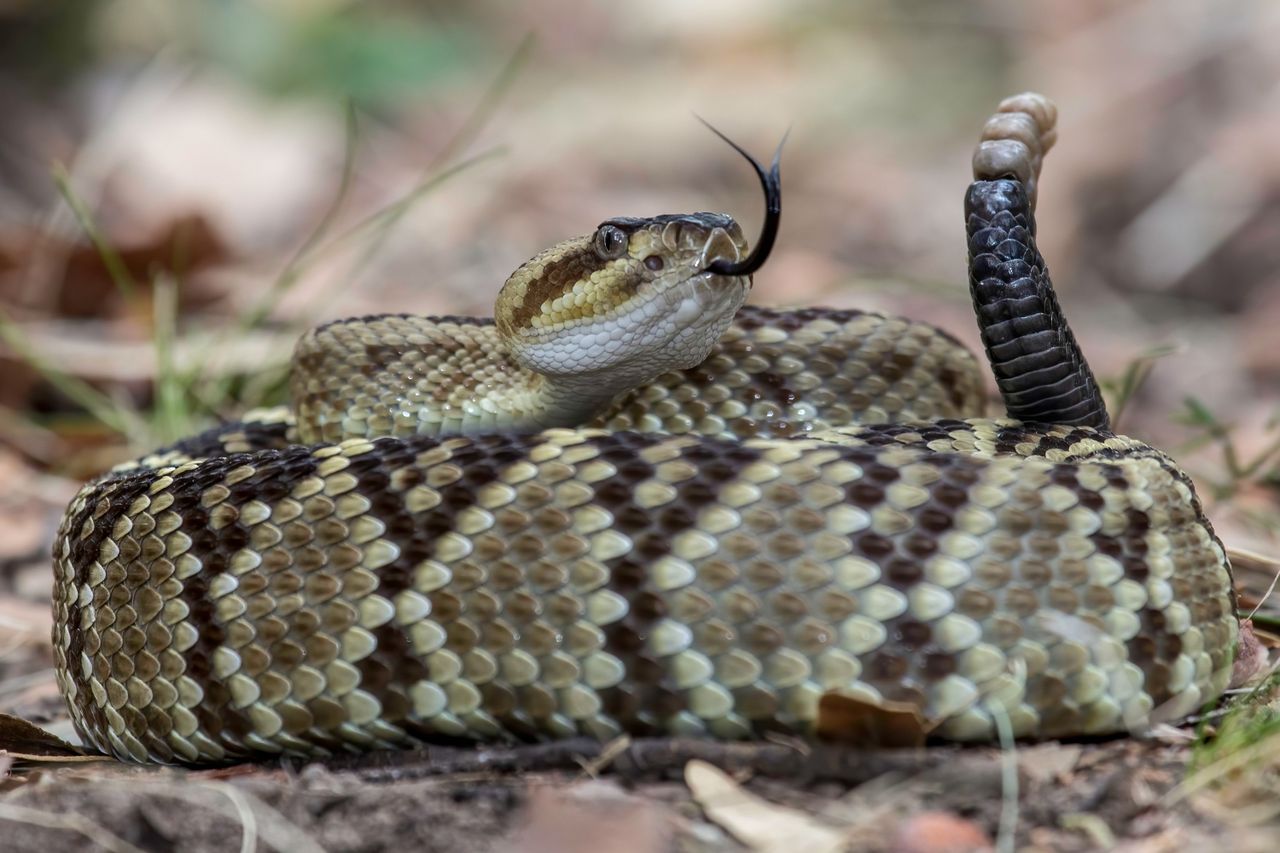 A rattlesnakeCredit: Getty Stock Images/500px