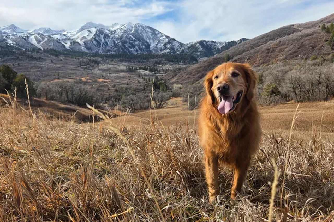 ScoutCredit: GoFundMe