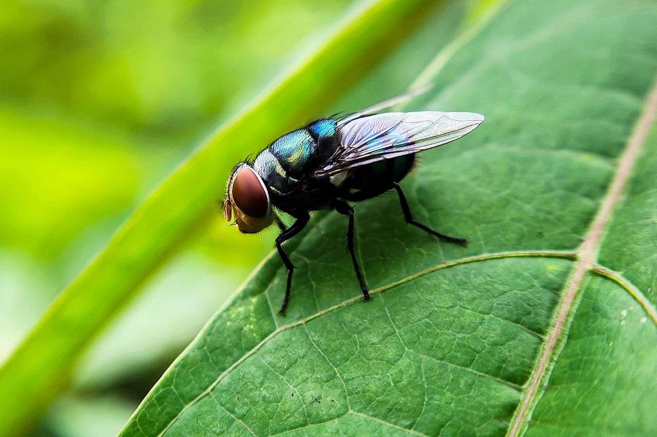 A mature New World screwwormCredit: Getty