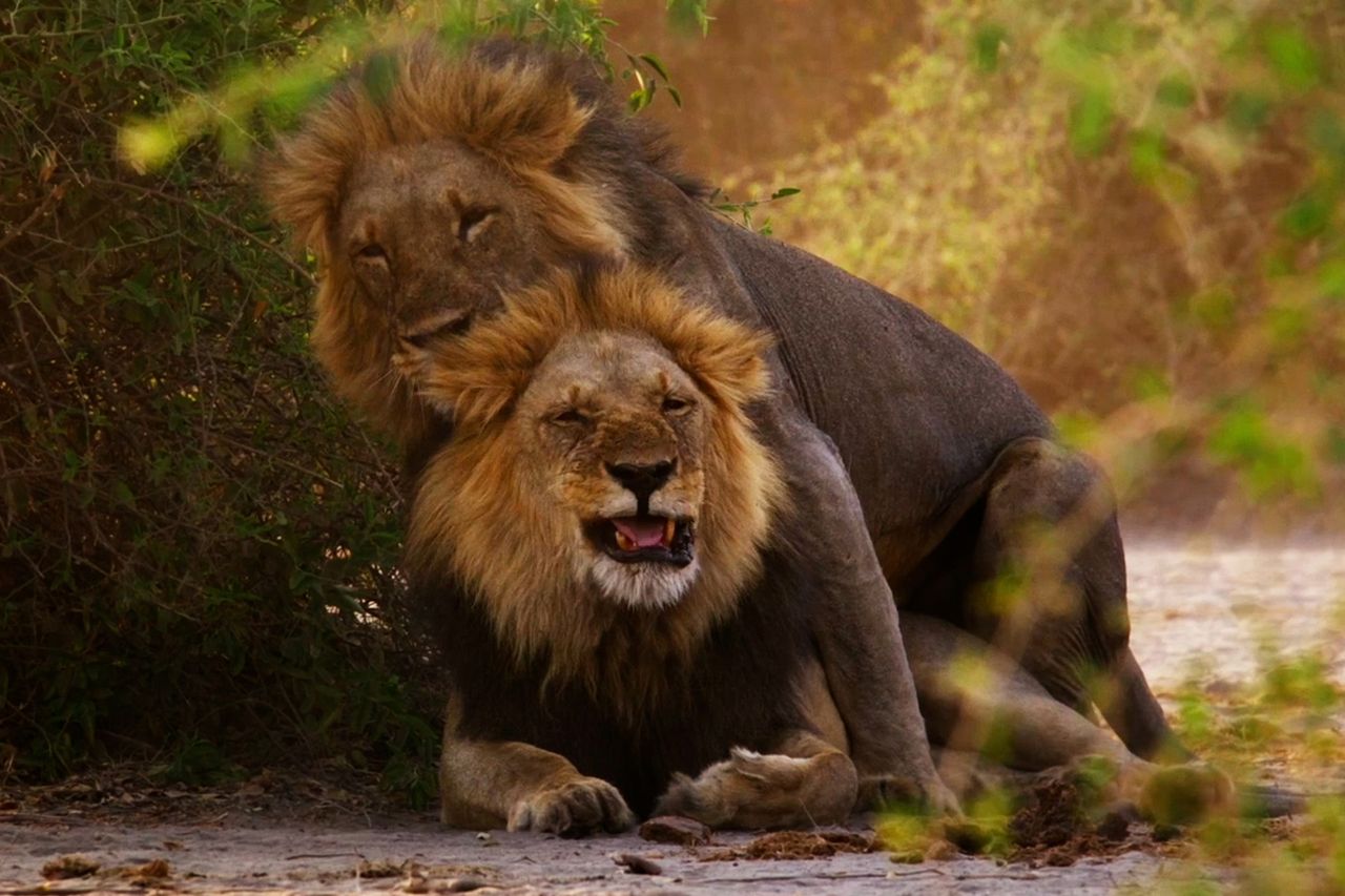 'Second Nature' documentaryCredit: Roberty Hofmeyr