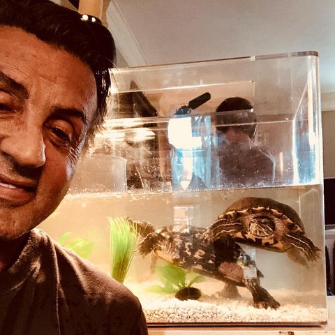 Sylvester Stallone, Creed Turtles Sylvester Stallone takes a selfie with his turtles, Cuff and Link, in May 2018Credit: Sly Stallone/Instagram
