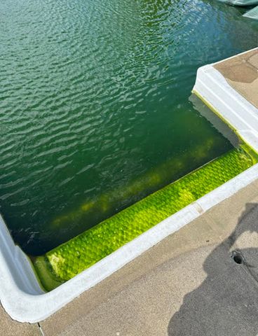 A pool with green algae visible along the waterline Alyssa Lynn Hartrick captures photo of dirty poolCredit: Alyssa Lynn Hartrick