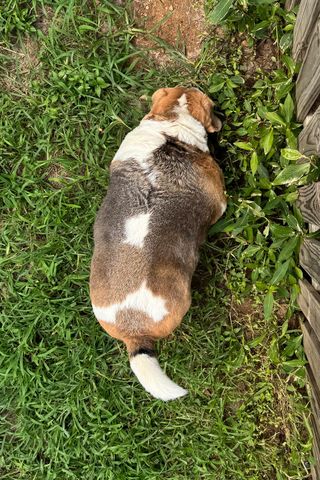 Boomer the beagle beforeCredit: Seafood Clowder