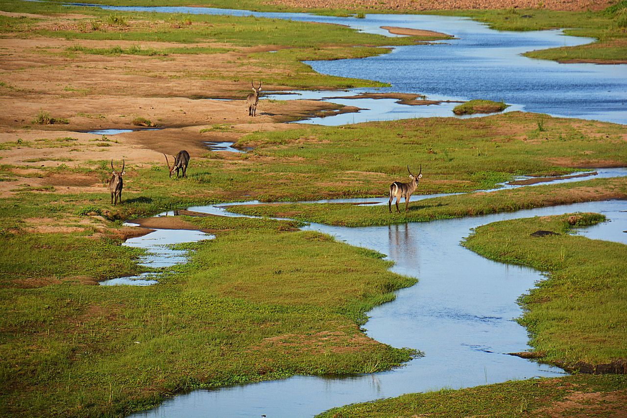 Kruger National Park in South AfricaCredit: getty