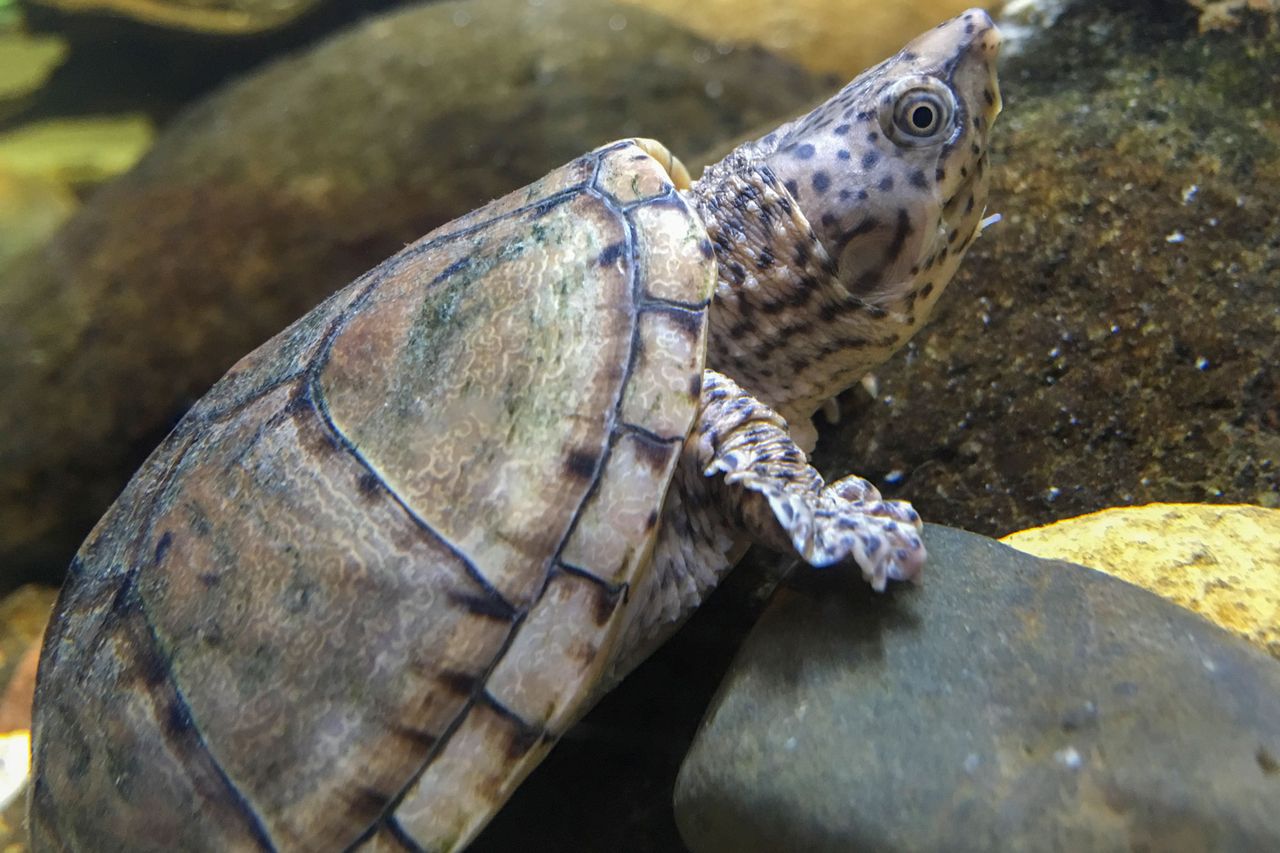 A loggerhead musk turtle.Credit: Getty