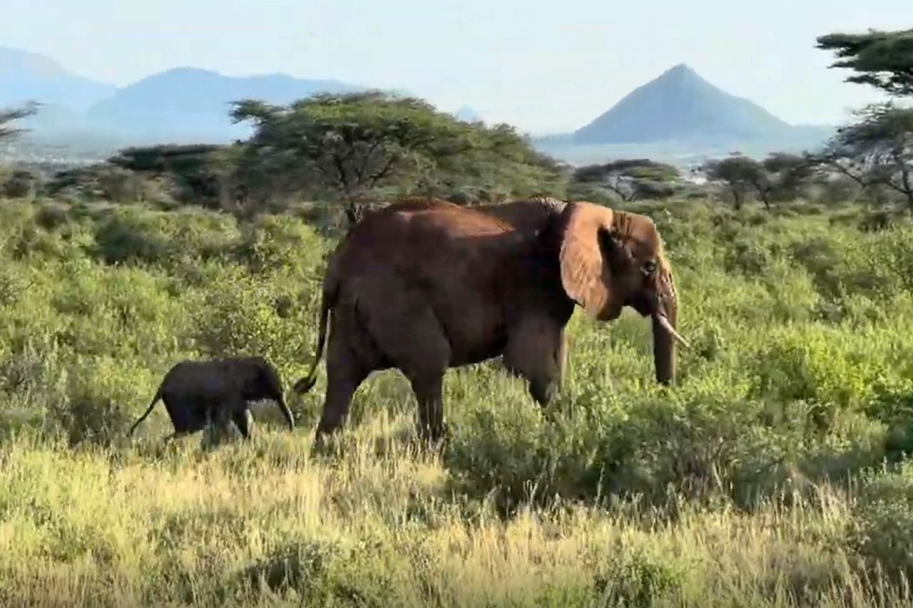 A mother and young elephant walking in the same direction in the Buffalo Springs Buffalo Springs National ReserveCredit: @savetheelephantskenya