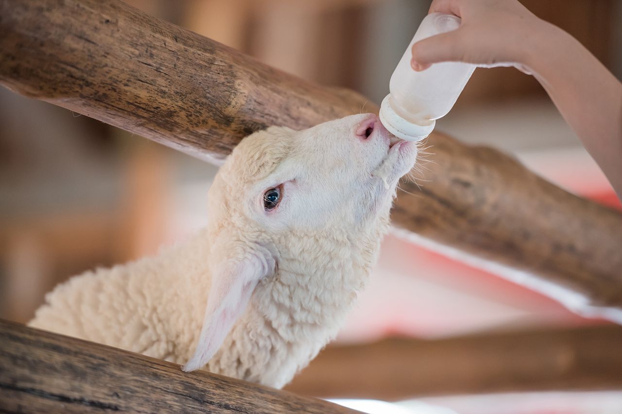 A lamb being fed from a milk bottle (stock image)Credit: Getty