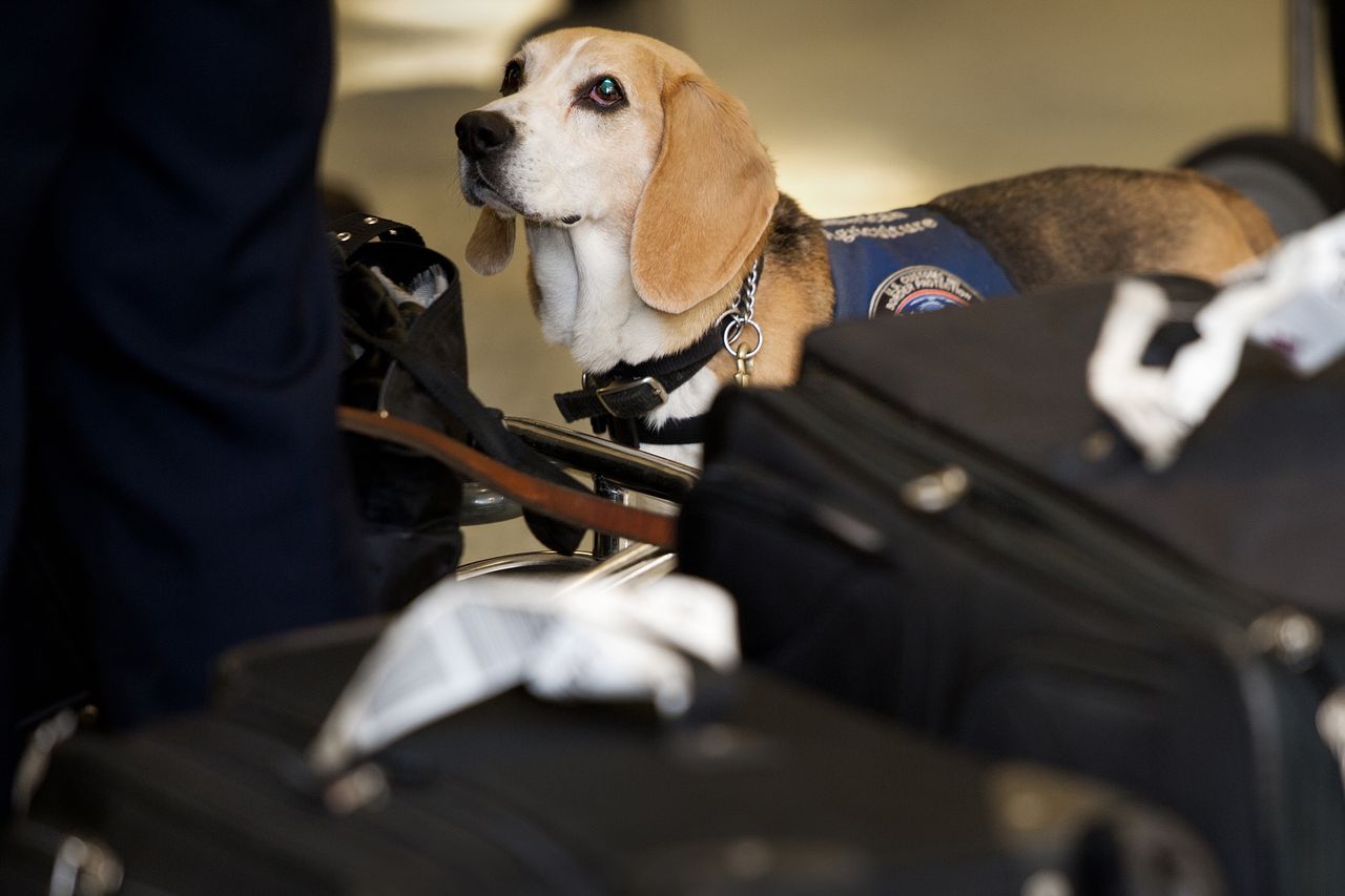 A U.S. Customs and Border Protection dog.Credit: PAUL J. RICHARDS/AFP via Getty