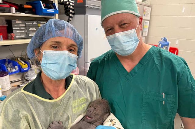 Woodland Park Zoo's Traci Colwell, a lead animal keeper, and Dr. Tim Storms, director of animal health, with Olympia's baby boyCredit: Nichole Hamilton/MFM Sonographer