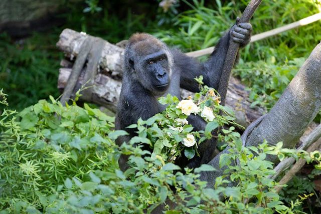 Olympia in her habitat prior to her pregnancyCredit: Jeremy Dwyer-Lindgren/Woodland Park Zoo