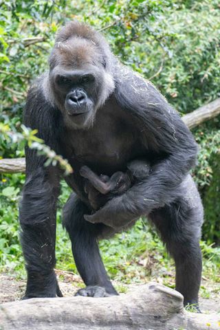 Jamani with her baby boyCredit: Jeremy Dwyer-Lindgren/Woodland Park Zoo