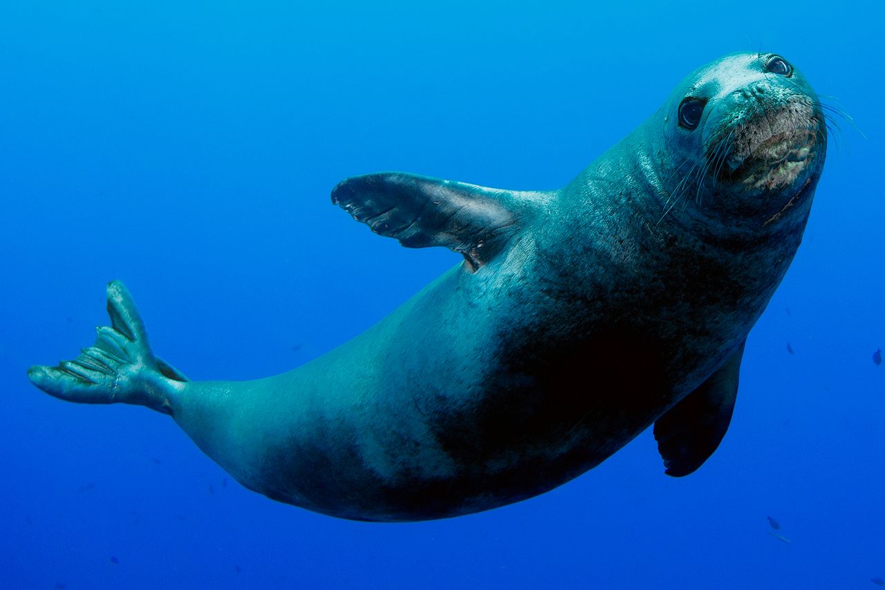 Hawaiian monk seal is photographed near Lehua Island.Credit: Andre Seale/VW PICS/Universal Images Group via Getty