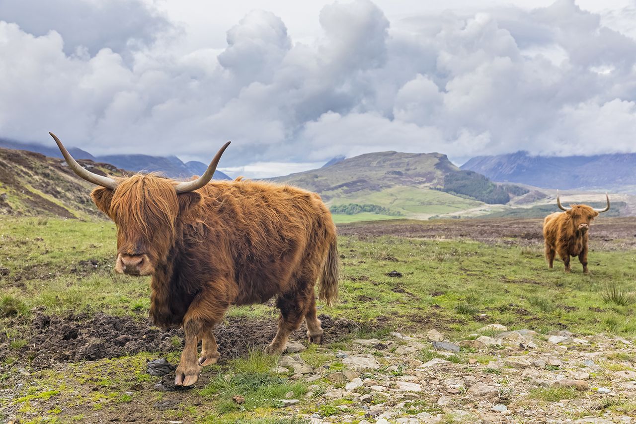 Highland cattle (stock image)Credit: Getty