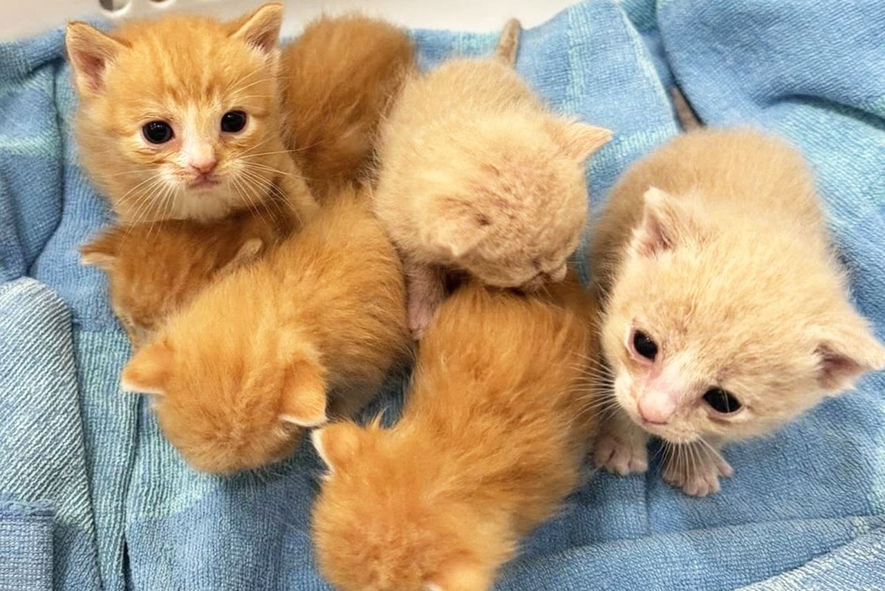 Mama Mittens's six adopted kittens.Credit: Helen Woodward Animal Center