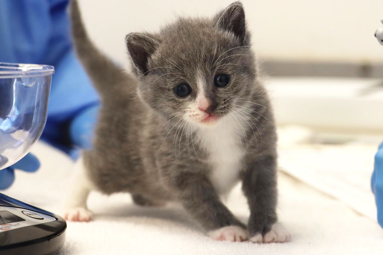 Mama Mittens's biological kitten.Credit: Helen Woodward Animal Center
