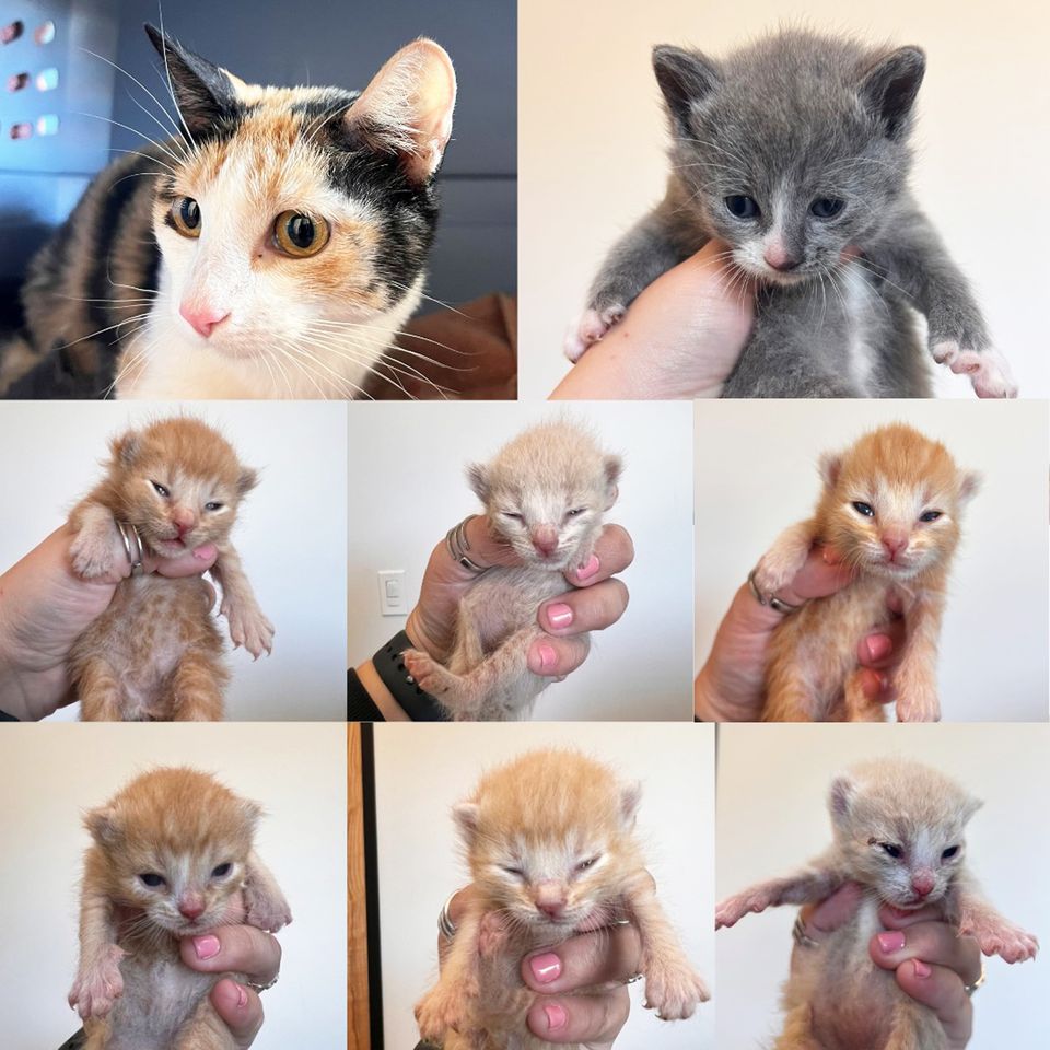 Mama Mittens and her seven kittens.Credit: Helen Woodward Animal Center