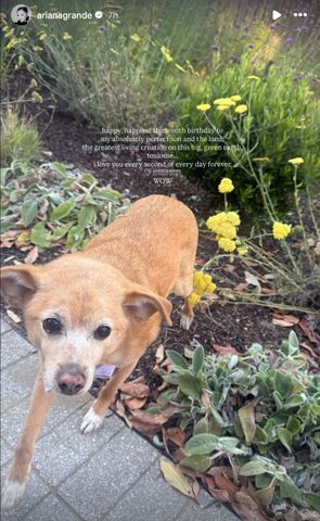 Ariana Grande dog Ariana Grande's dog in her June 16, 2026 Instagram StoriesCredit: Ariana Grande/Instagram