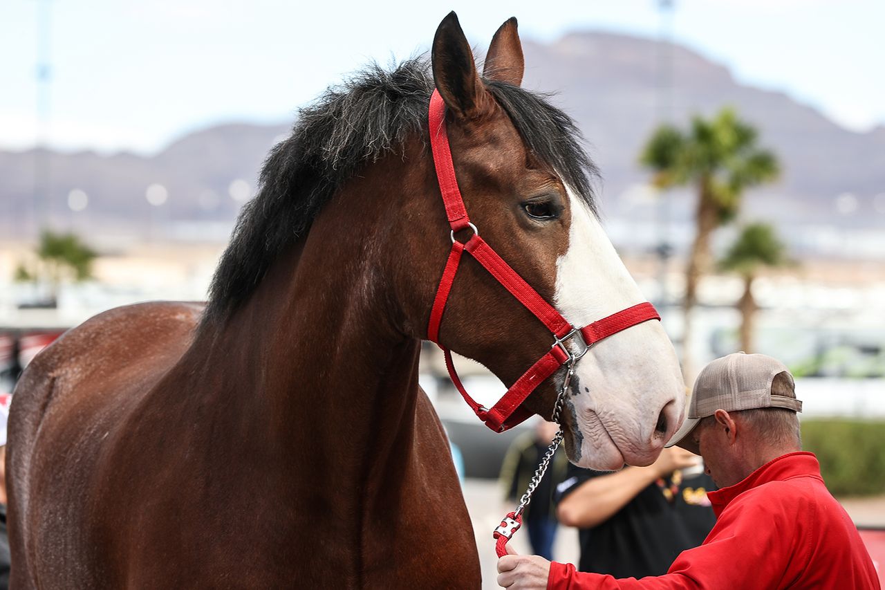 A Budweiser Clydesdale horse on display inside the Fan Zone prior to the start of the Ambetter Health 302 NASCAR Xfinity Series playoff race on October 19, 2024, at Las Vegas Motor Speedway in Las Vegas, NV. Budweiser Clydesdale horseCredit: Christopher Trim/Icon Sportswire via Getty