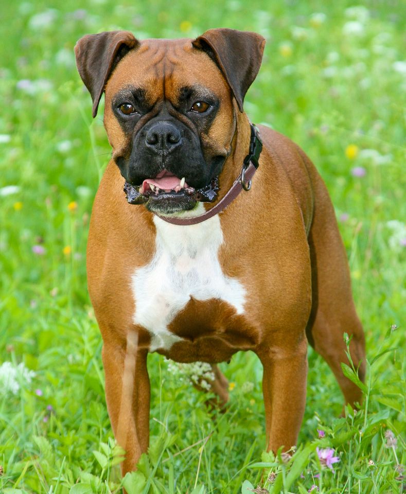 german boxer A boxer dog.Credit: Getty