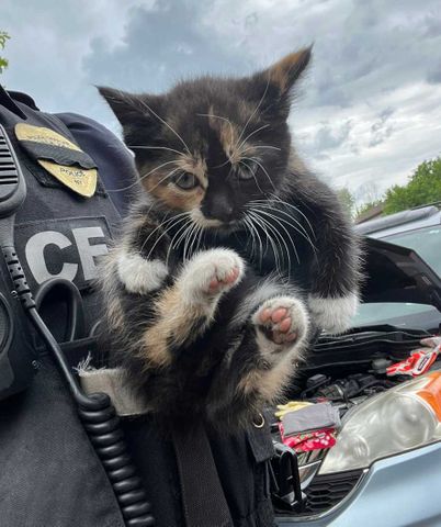 Cat Gets Suck in Vehicle A photo of the kitten rescued from two engine compartments in one dayCredit: Town of Seneca Falls Police Department