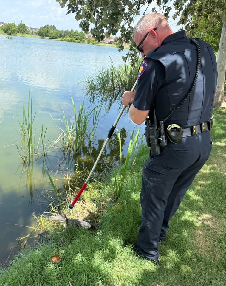 Gator Crashes Construction Zone Before Being Returned to the WildCredit: Fulshear Police/Facebook