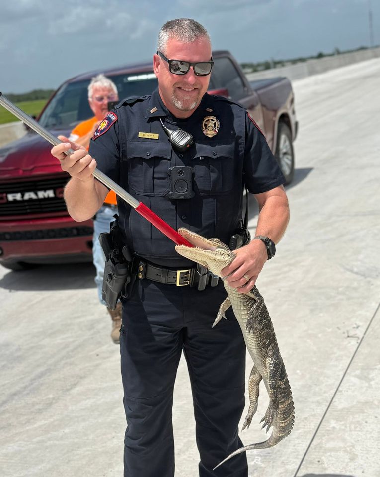 Fulshear Police relocate baby gator from construction site in Fulshear, TexasCredit: Fulshear Police/Facebook