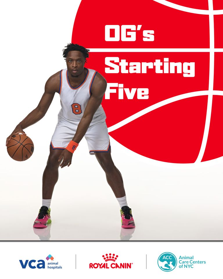 New York Knicks Star Picks 5 Adoptable Rescue Cats that Would Make Perfect Teammates OG AnunobyCredit: Royal Canin
