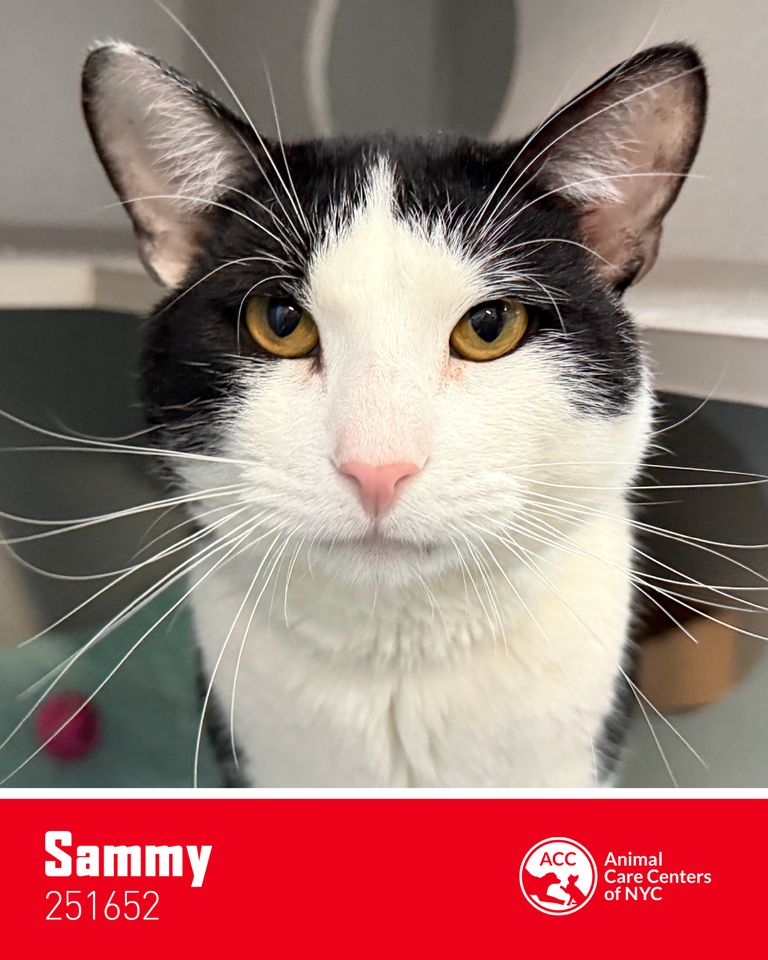 New York Knicks Star Picks 5 Adoptable Rescue Cats that Would Make Perfect Teammates Sammy, a cat adoptable through the Animal Care Centers of NYCCredit: Royal Canin