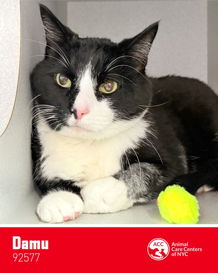 New York Knicks Star Picks 5 Adoptable Rescue Cats that Would Make Perfect Teammates Damu the adoptable catCredit: Royal Canin