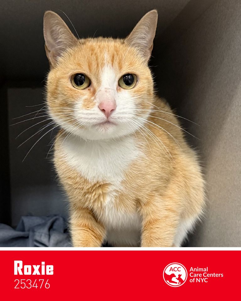 New York Knicks Star Picks 5 Adoptable Rescue Cats that Would Make Perfect Teammates Roxie the adoptable catCredit: Royal Canin