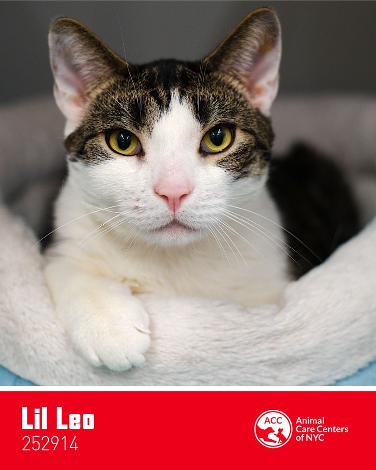 New York Knicks Star Picks 5 Adoptable Rescue Cats that Would Make Perfect Teammates Lil Leo an adoptable cat at Animal Care Centers of NYCCredit: Royal Canin