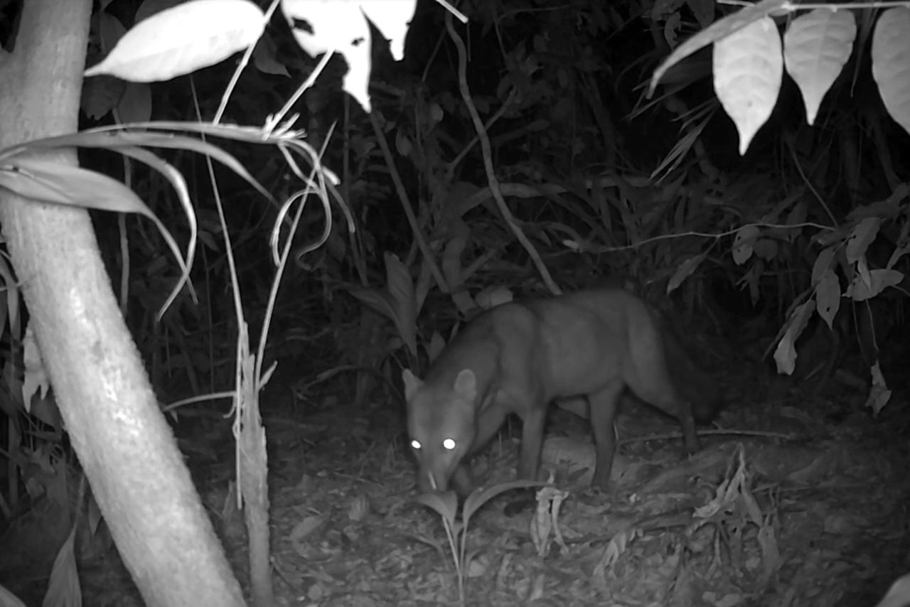 the short-eared dog caught on a camera trap from Bolivia. The short-eared dog caught on a camera trap from BoliviaCredit: Wallace et al., 2026