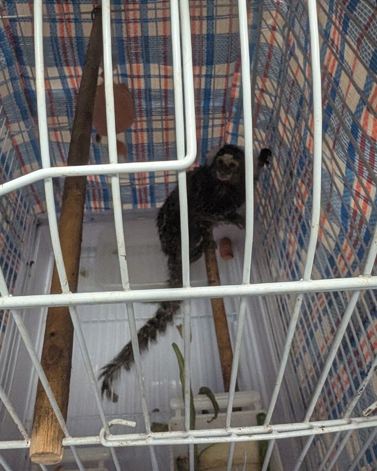 Marmoset found in laundry bag on London bus Oyster the marmosetCredit: RSPCA