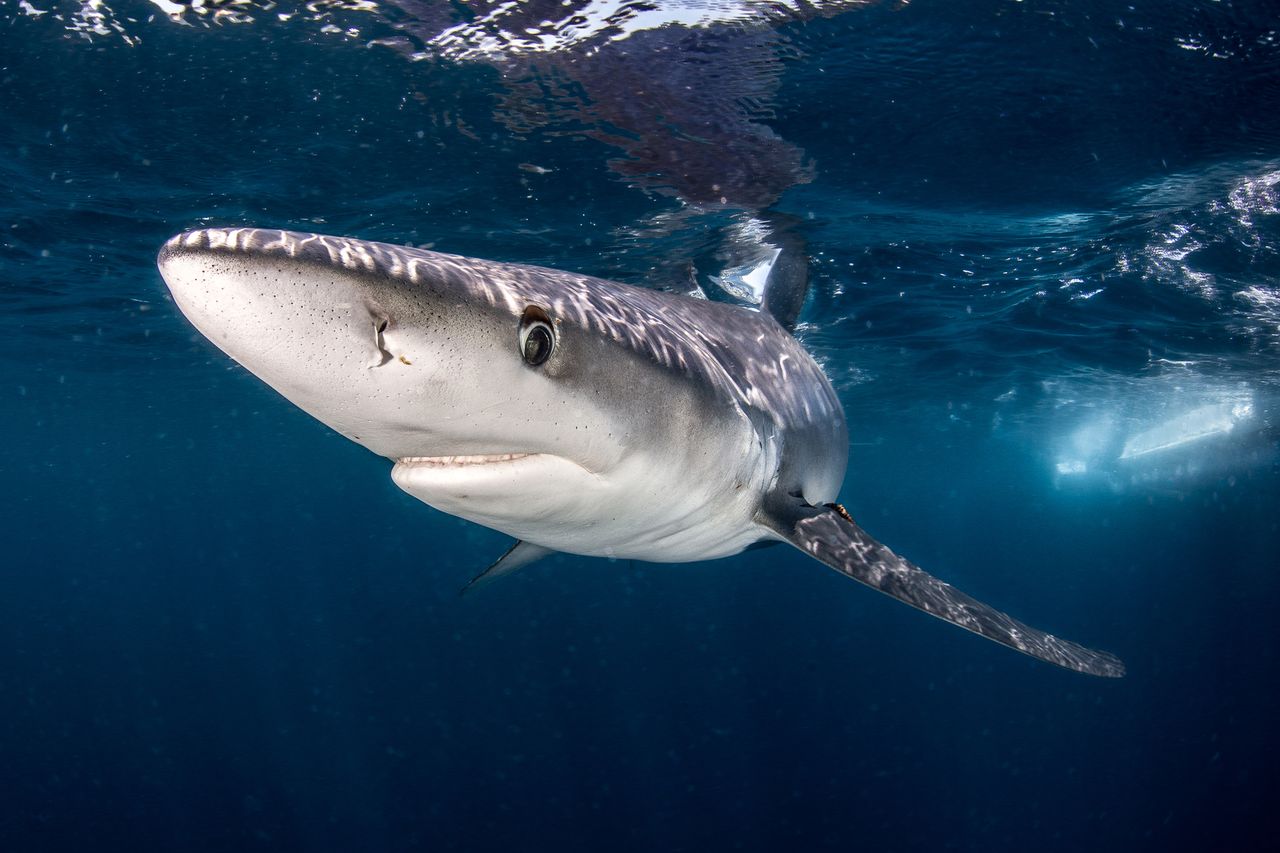 Shark in the waters off Long Island, N.Y.Credit: Getty