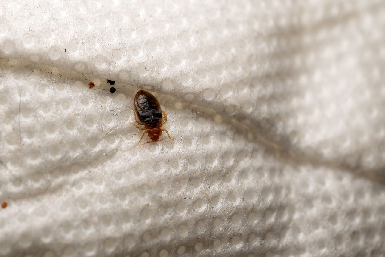 Macro close up photograph of a bed bug crawling on white fabric surface showing details of a household pest associated with mattress and bedding infestations. A close up photo of a bed bugCredit: Getty
