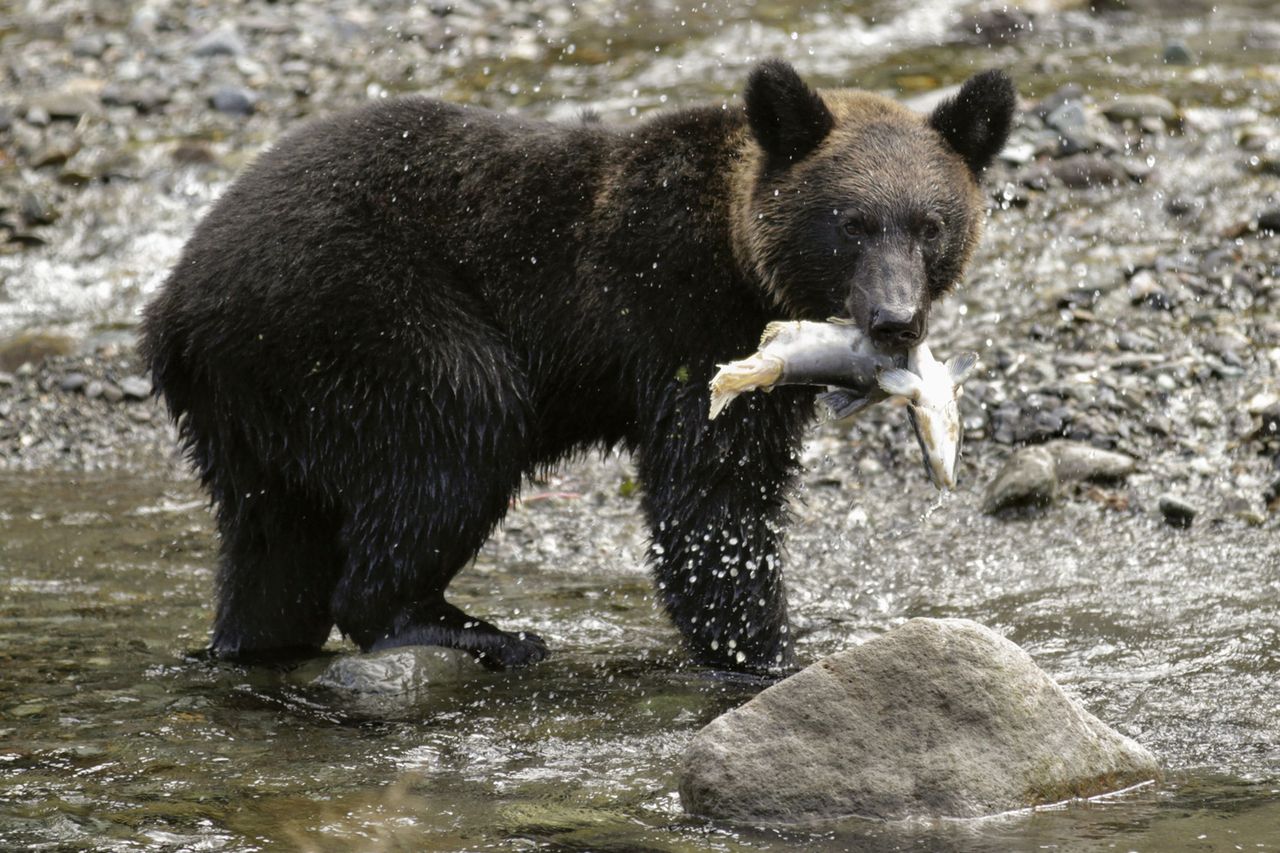 A stock photo of a brown bear in Hokkaido, JapanCredit: Kimimasa Mayama/EPA/Shutterstock