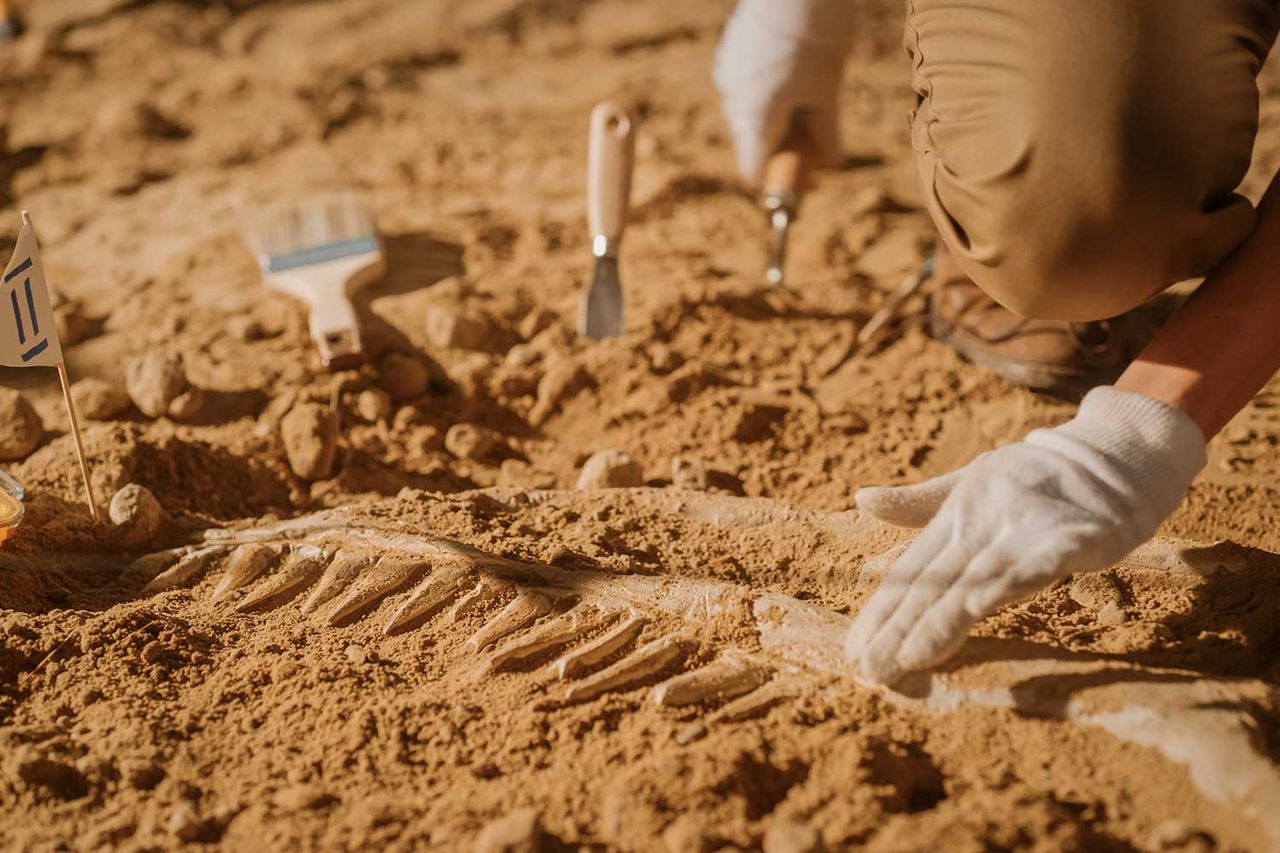 Paleontologist brushing dinosaur fossils (stock image)Credit: Getty