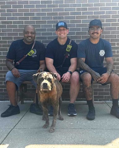 Three people sitting on a bench with a dog standing in front of them Three officials from the Kansas City Kansas Fire Department sitting on a bench with the rescued dog standing in front of themCredit: Friends of KCK Animal Services/Facebook