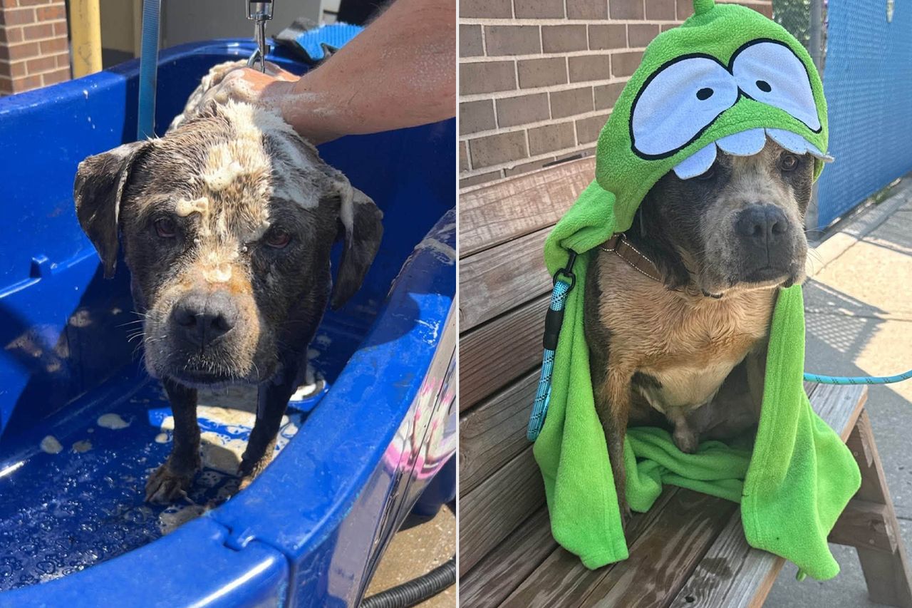 A dog in a bath being washed followed by the same dog wearing a towel hood after the bath Brisket in a bath being washed, which was followed by (right) the dog being wrapped in a green towelCredit: Friends of KCK Animal Services/Facebook