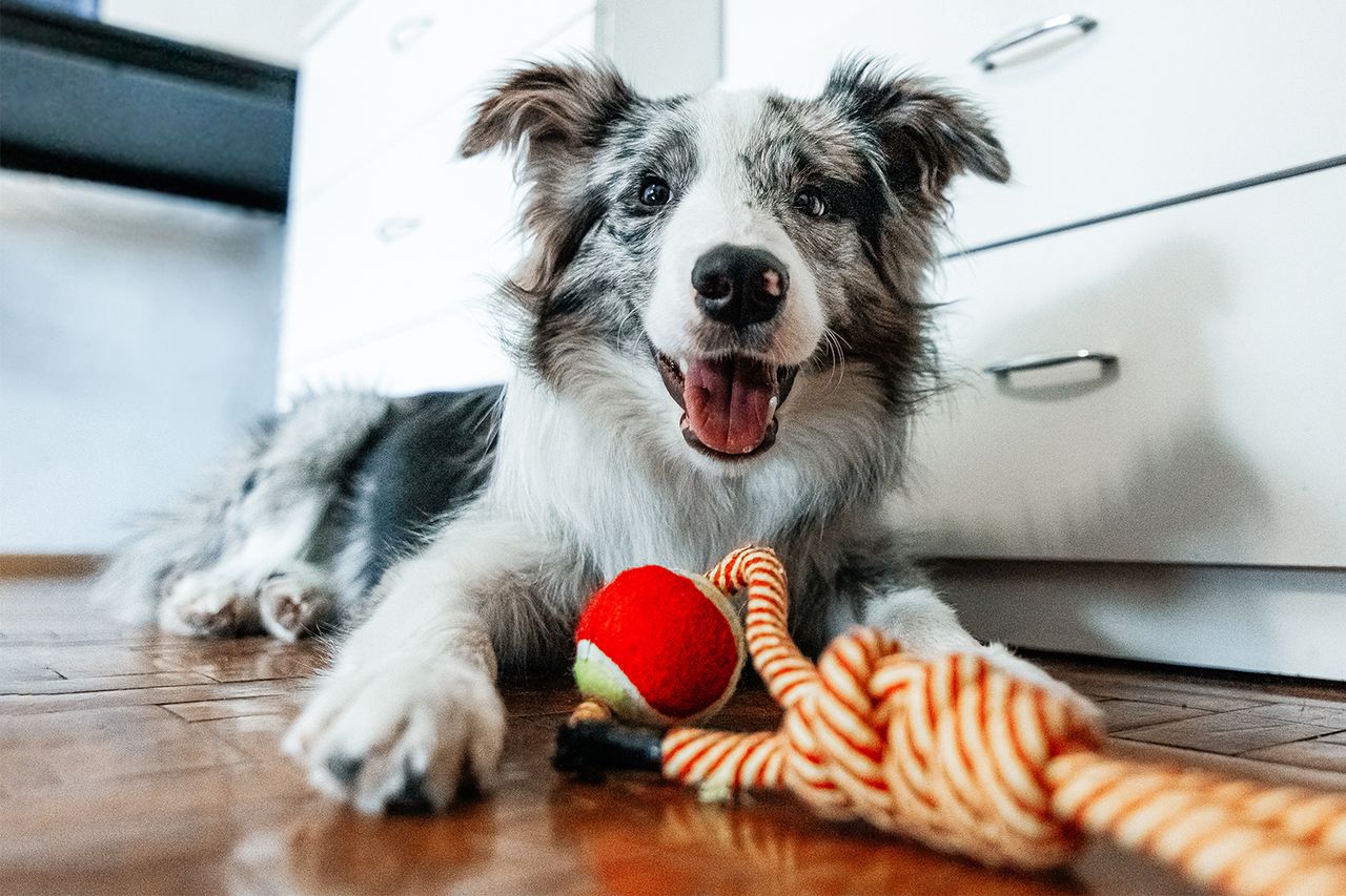 Border collie playing with a dog toy (stock photo)Credit: Getty