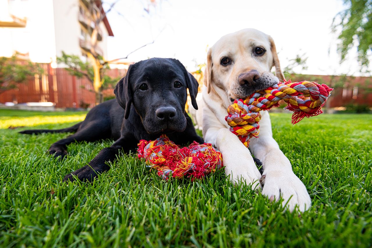 Two Labrador retrievers playing with a rope toy (stock photo)Credit: Getty