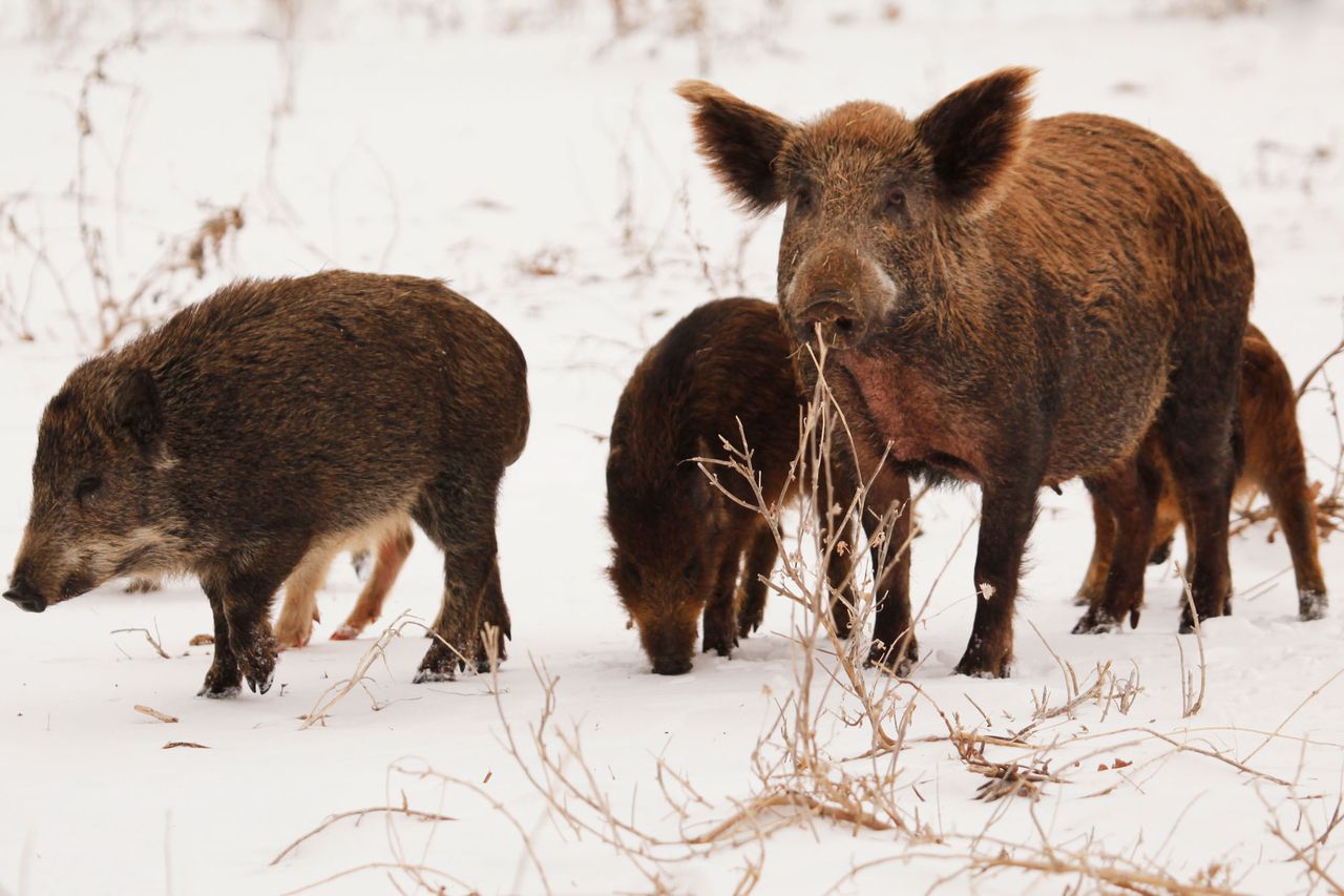Group of wild boars standing in the snow one looking forward Group of wild boars standing in the snow one looking forwardCredit: Getty