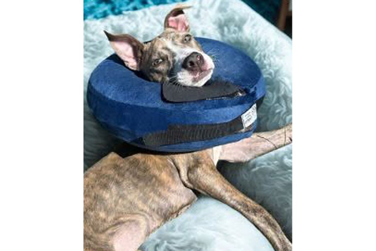 4-month-old puppy Luna Mae was thrown from a third-story window and abandoned Luna MaeCredit: Berea Animal Rescue Fund/Facebook