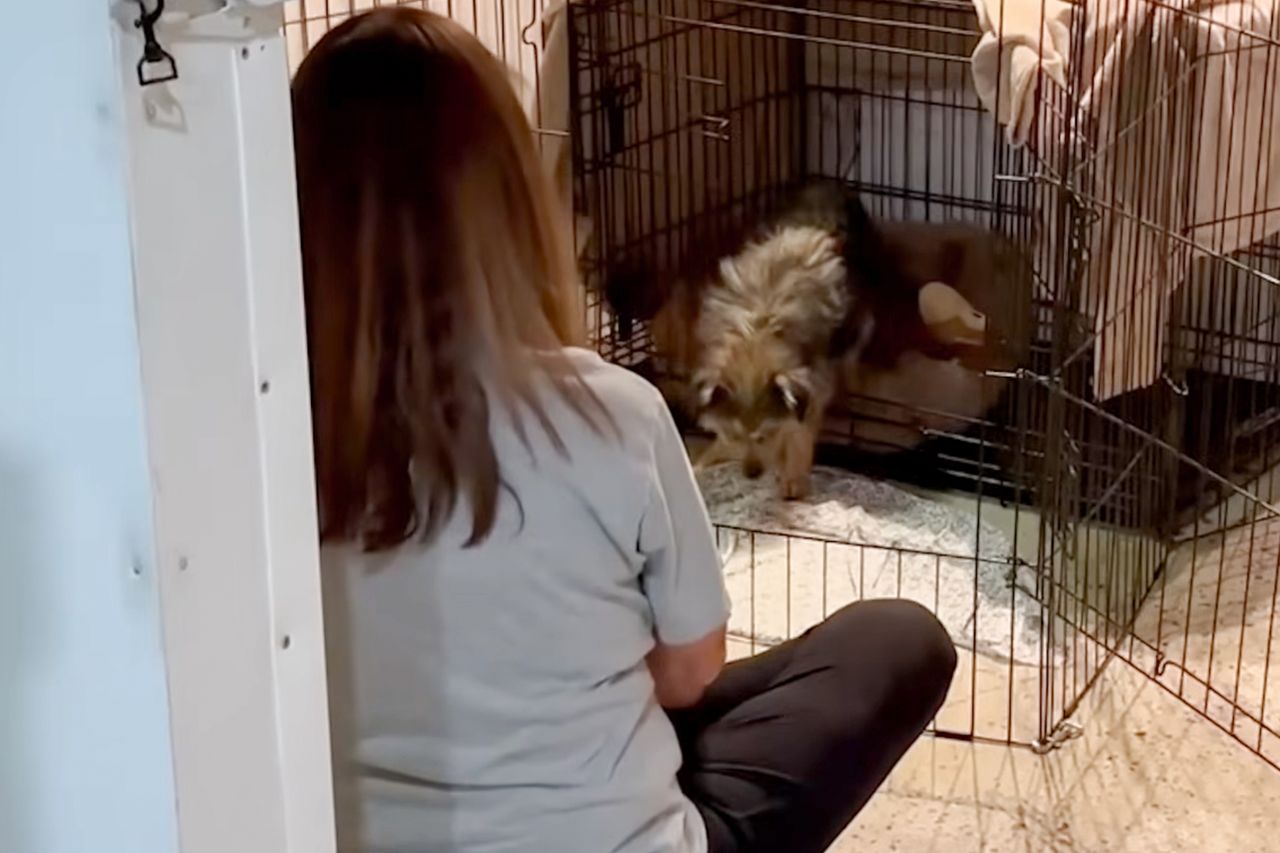 A person sitting near a dog in a crate indoors Rescue team member sitting near burt in a kennel indoorsCredit: KTLA 5/YouTube